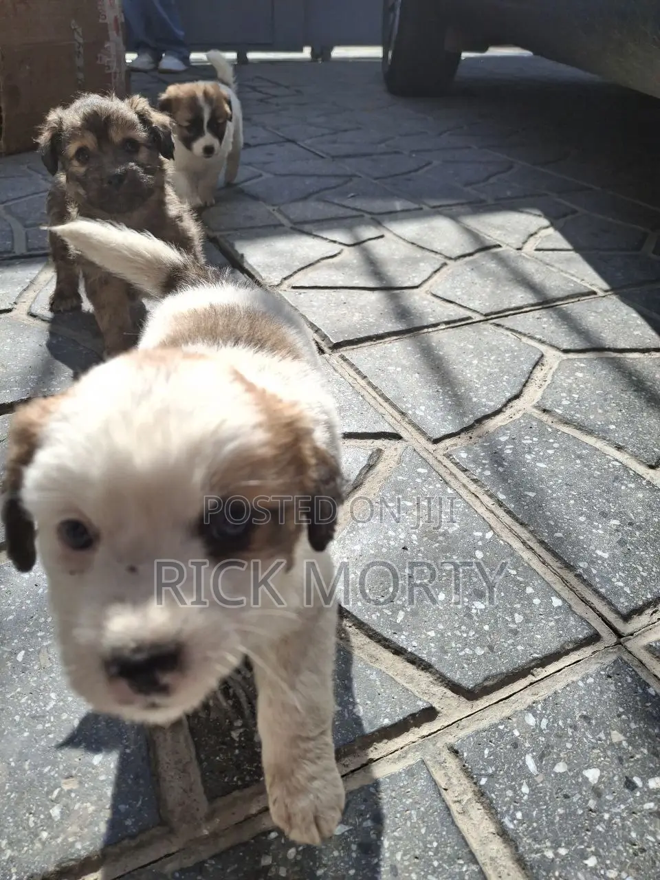 0-1 month Male Purebred Great Pyrenees