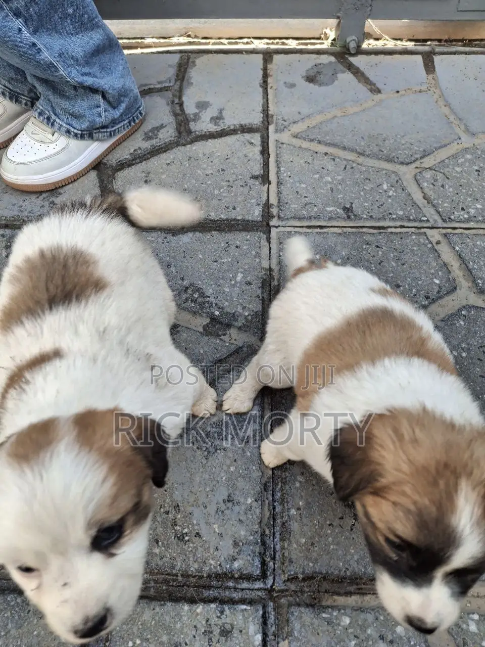 0-1 month Male Purebred Great Pyrenees