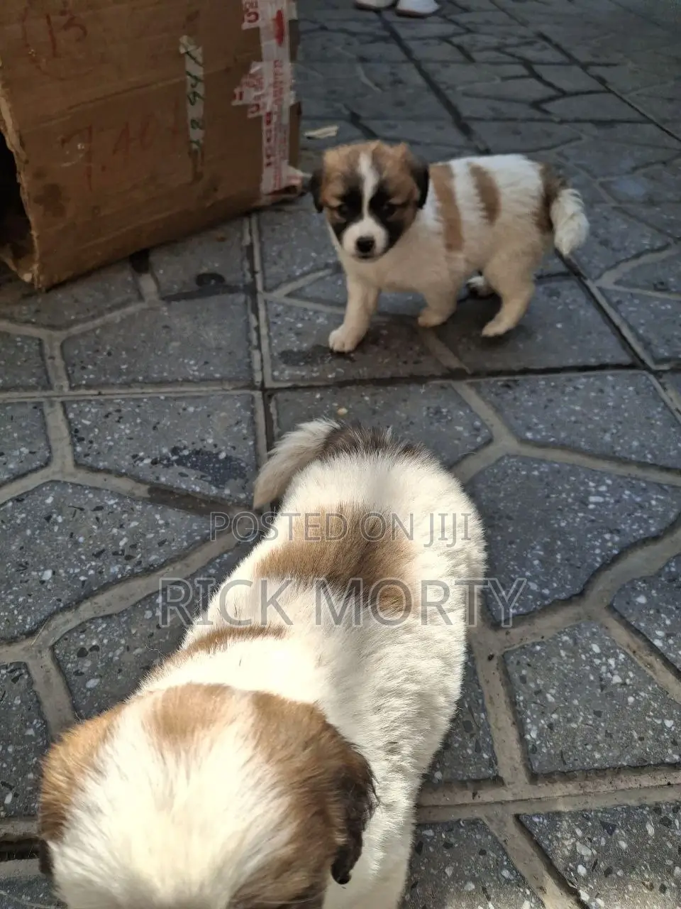 0-1 month Male Purebred Great Pyrenees