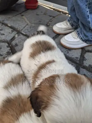 0-1 month Male Purebred Great Pyrenees