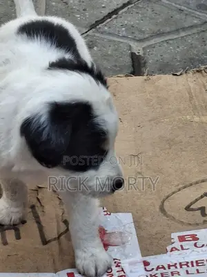 0-1 month Male Purebred Great Pyrenees