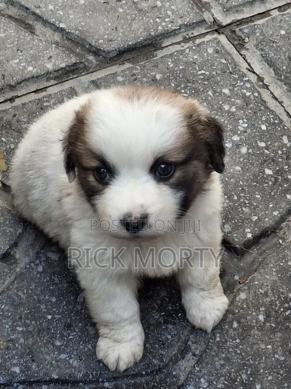 0-1 month Male Purebred Great Pyrenees