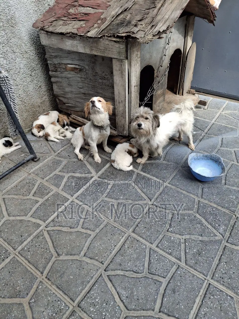 0-1 month Male Purebred Great Pyrenees
