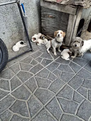0-1 month Male Purebred Great Pyrenees
