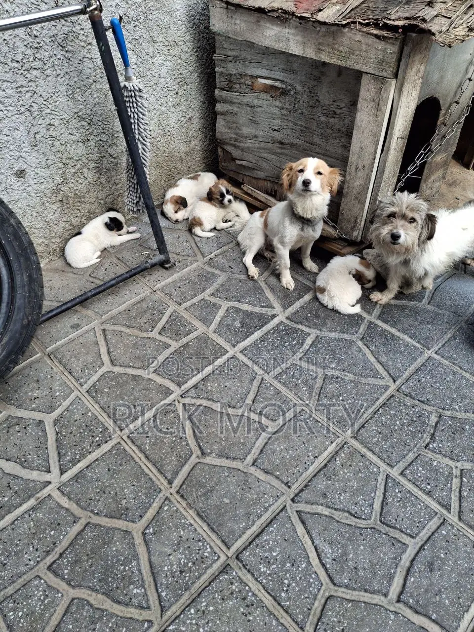 0-1 month Male Purebred Great Pyrenees