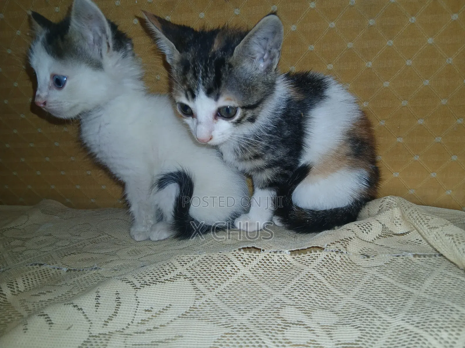 1-3 months Male Purebred Abyssinian