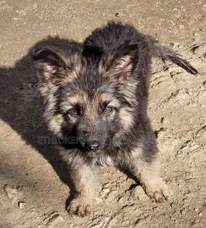1-3 months Male Purebred German Shepherd