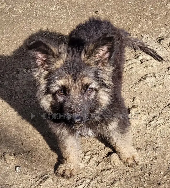 1-3 months Male Purebred German Shepherd