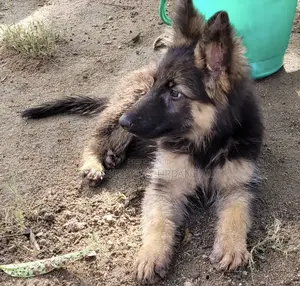 Photo - 1-3 months Male Purebred German Shepherd