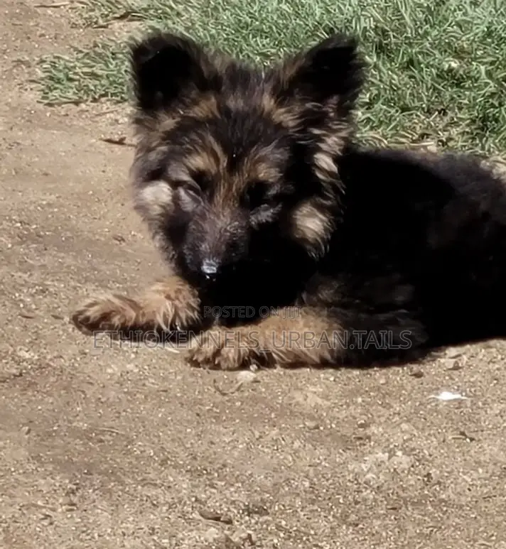 1-3 months Male Purebred German Shepherd