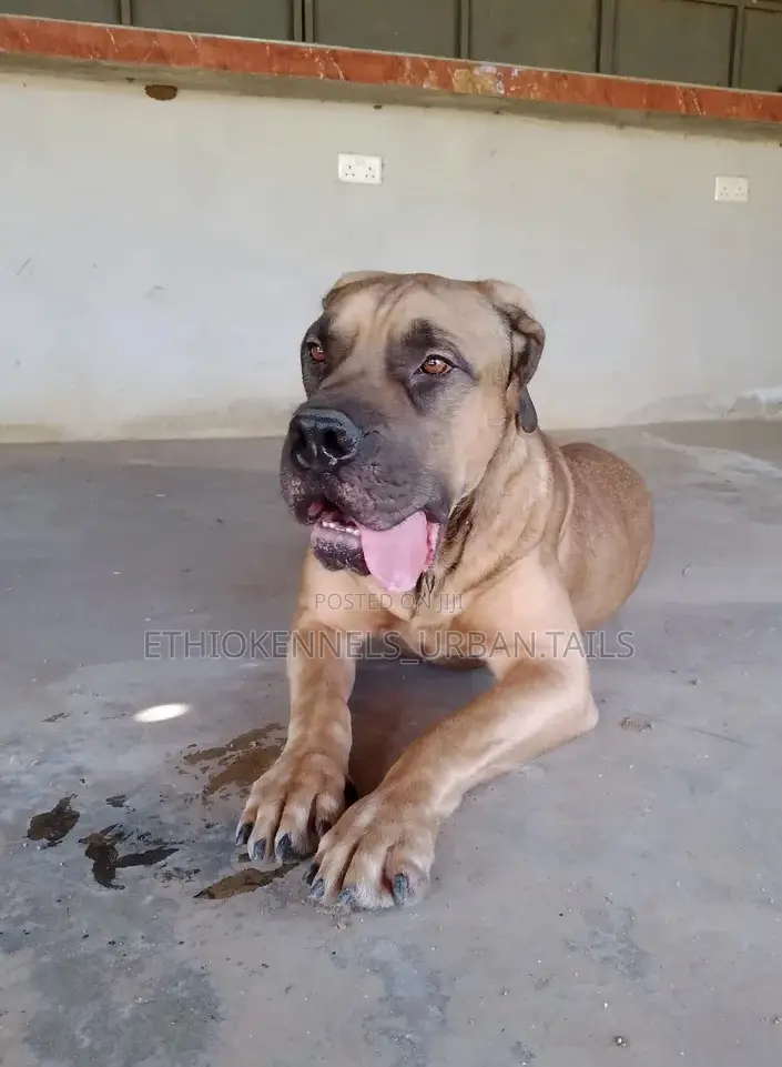 3-6 months Female Purebred Boerboel