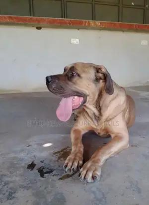 3-6 months Female Purebred Boerboel