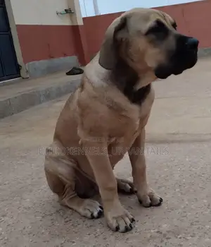 Photo - 1-3 months Male Purebred Boerboel