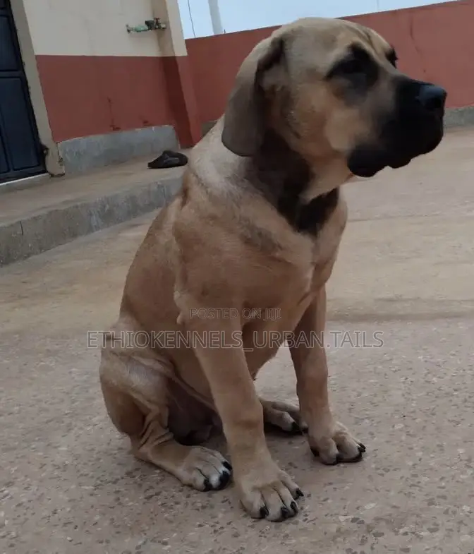 1-3 months Male Purebred Boerboel