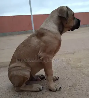 1-3 months Male Purebred Boerboel
