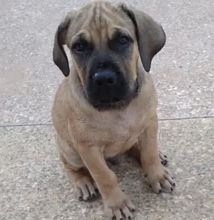 1-3 months Male Purebred Boerboel
