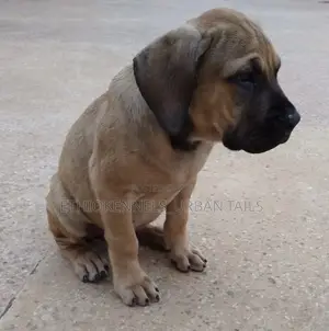 1-3 months Male Purebred Boerboel