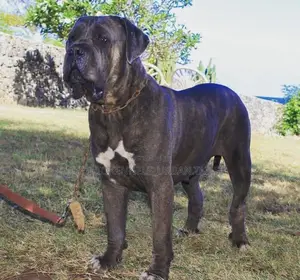 Photo - 1+ year Female Purebred Mastiff