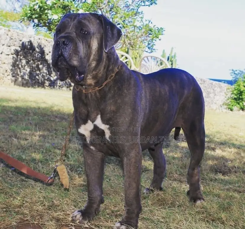 1+ year Female Purebred Mastiff