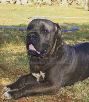 1+ year Female Purebred Mastiff