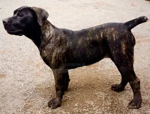 Photo - 1-3 months Female Purebred Mastiff