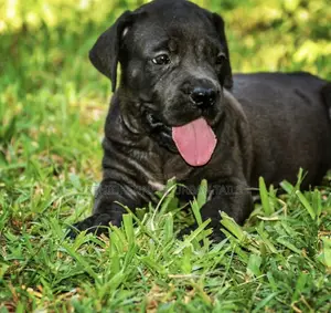 1-3 months Male Purebred Boerboel