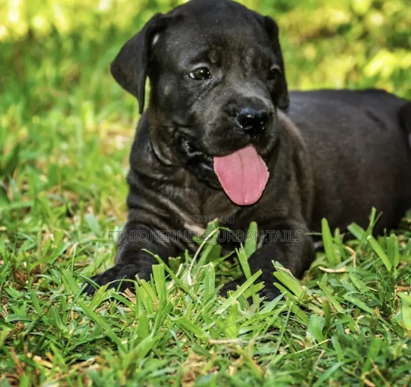 1-3 months Male Purebred Boerboel