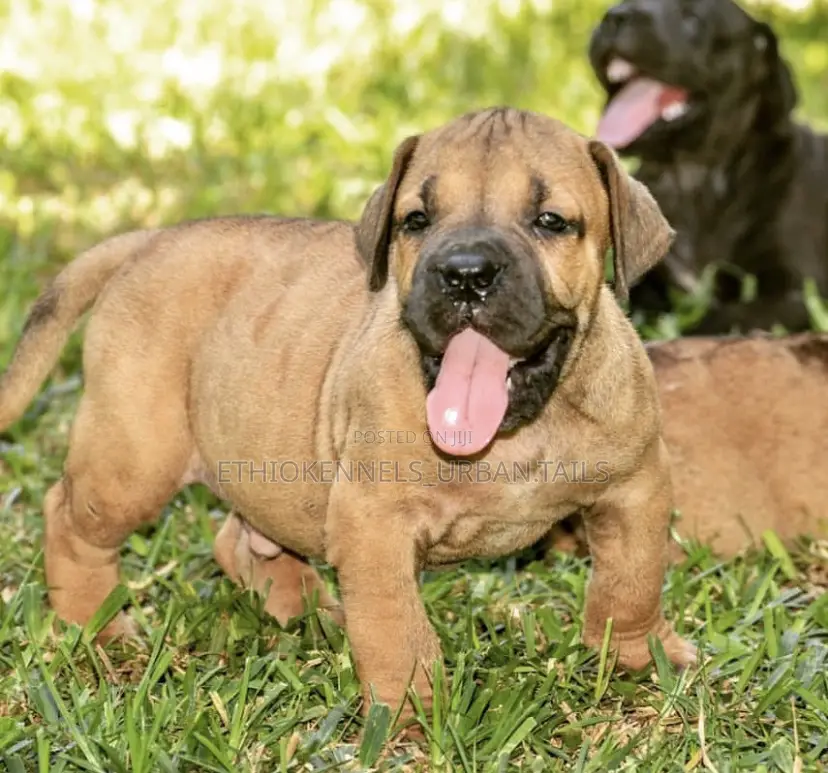 1-3 months Male Purebred Boerboel