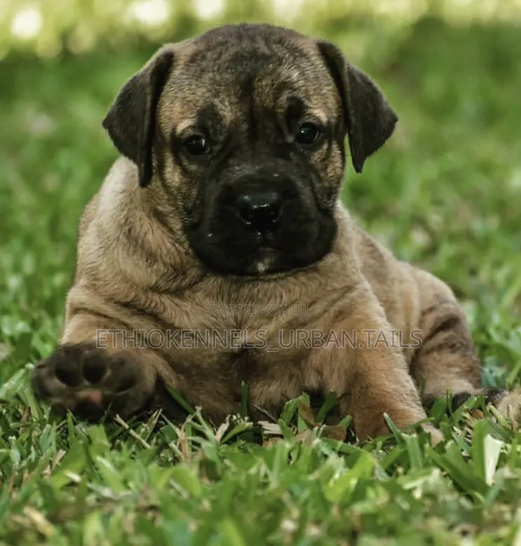 1-3 months Male Purebred Boerboel