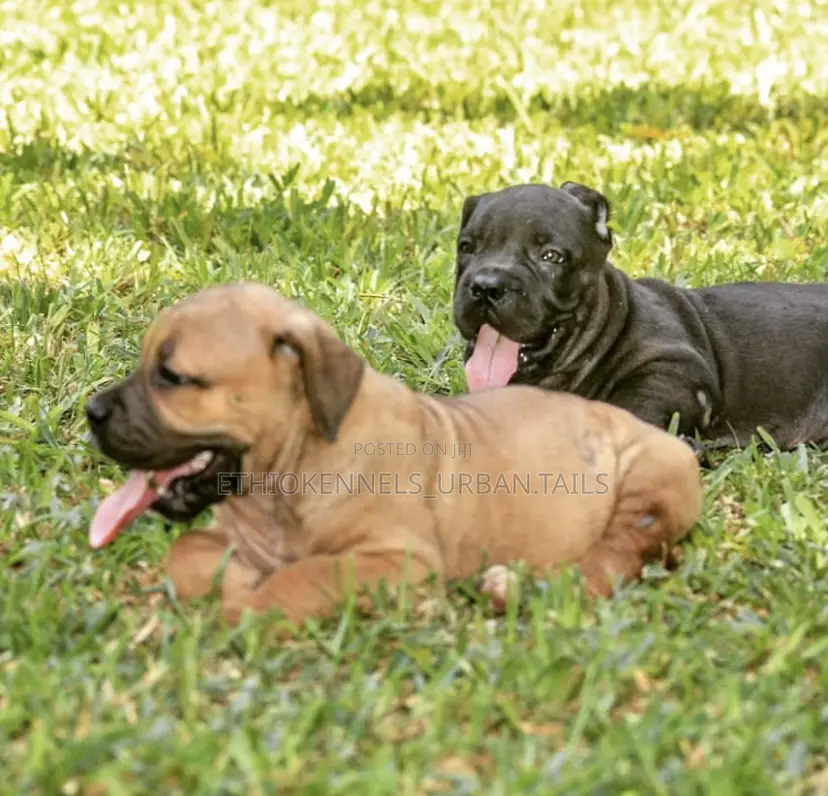 1-3 months Male Purebred Boerboel