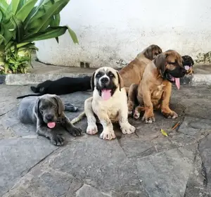 Photo - 1-3 months Male Purebred Mastiff