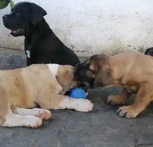 1-3 months Male Purebred Mastiff