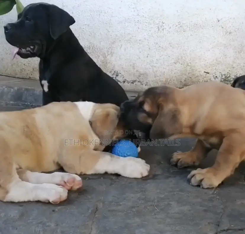 1-3 months Male Purebred Mastiff