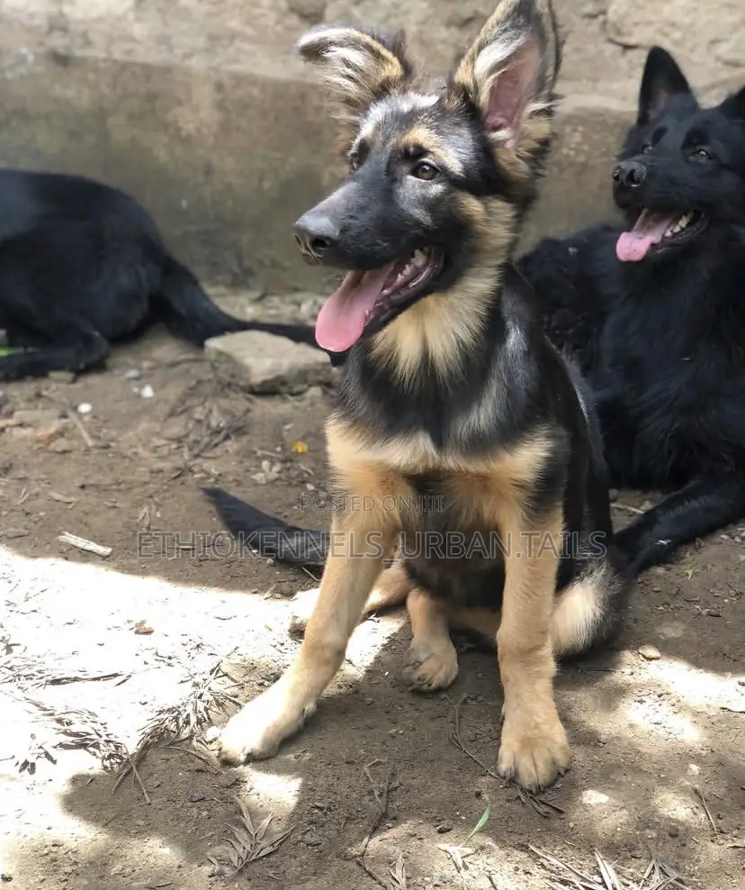 3-6 months Male Purebred German Shepherd
