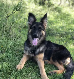 3-6 months Male Purebred German Shepherd