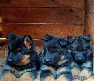 Photo - 1-3 months Male Purebred German Shepherd