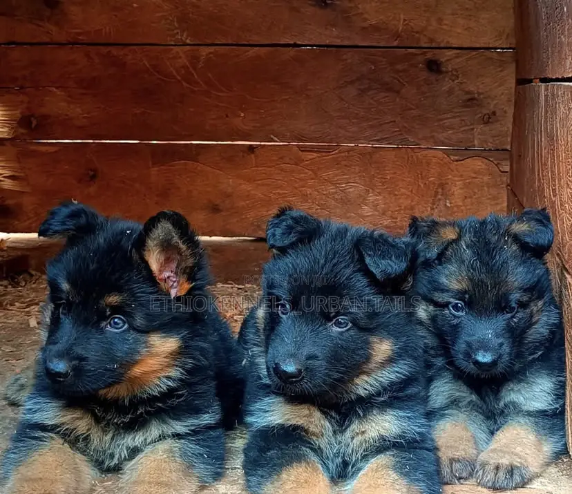 1-3 months Male Purebred German Shepherd