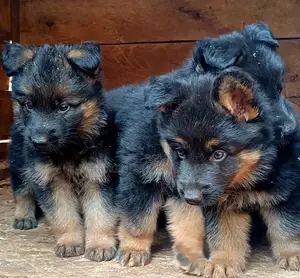 1-3 months Male Purebred German Shepherd