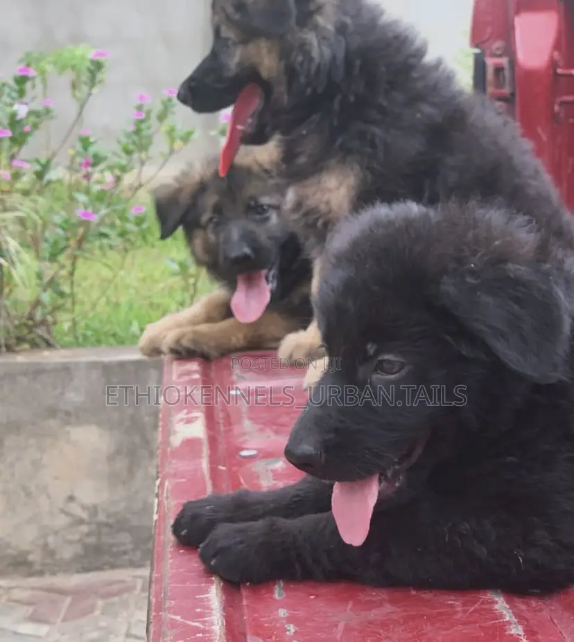 1-3 months Male Purebred German Shepherd