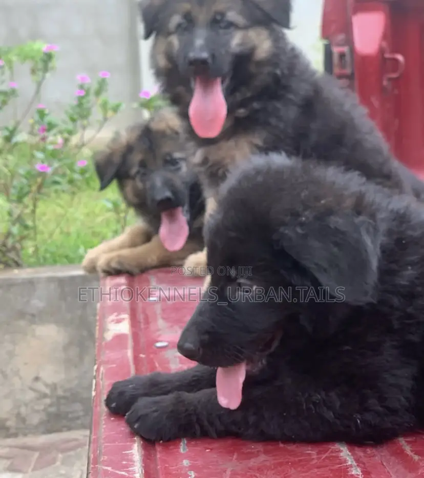 1-3 months Male Purebred German Shepherd