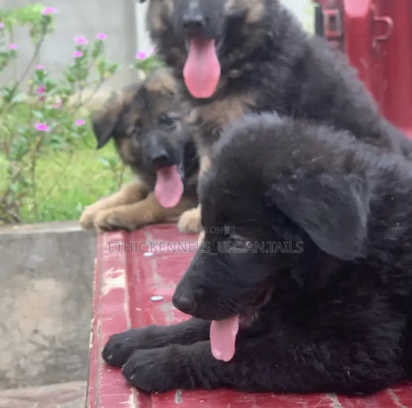 1-3 months Male Purebred German Shepherd