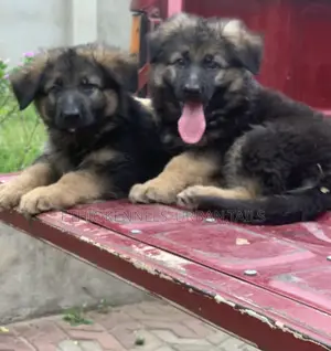 Photo - 1-3 months Female Purebred German Shepherd