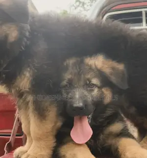 1-3 months Female Purebred German Shepherd