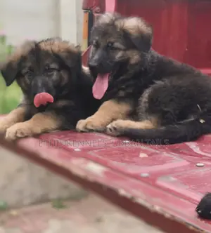 1-3 months Female Purebred German Shepherd
