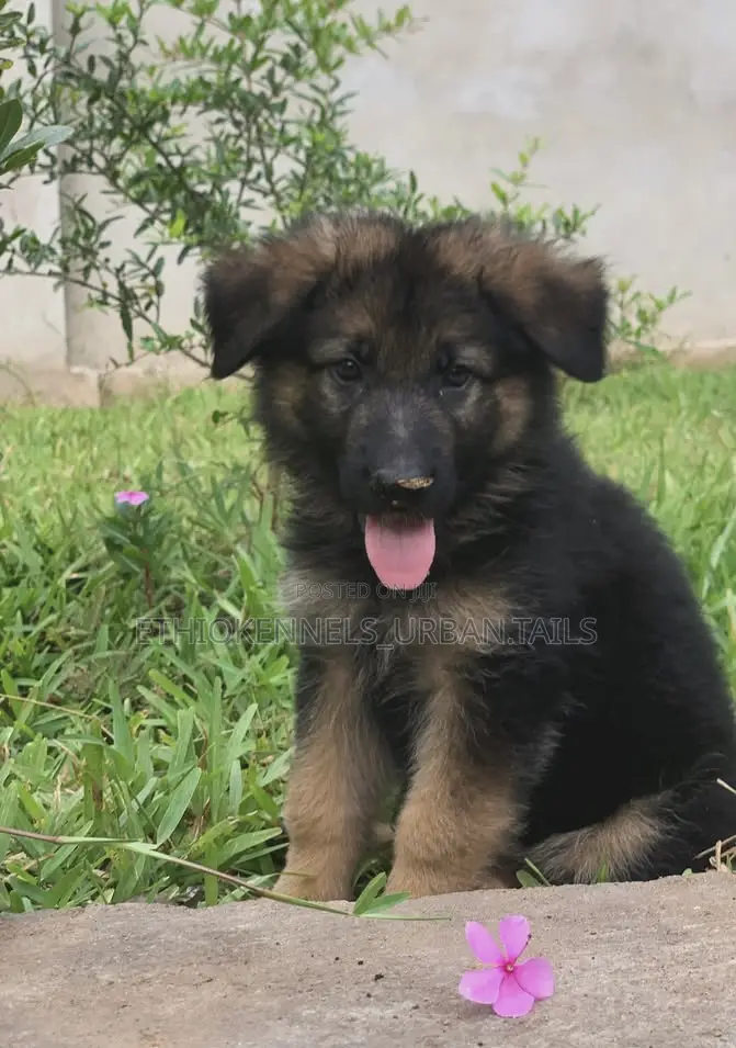1-3 months Female Purebred German Shepherd