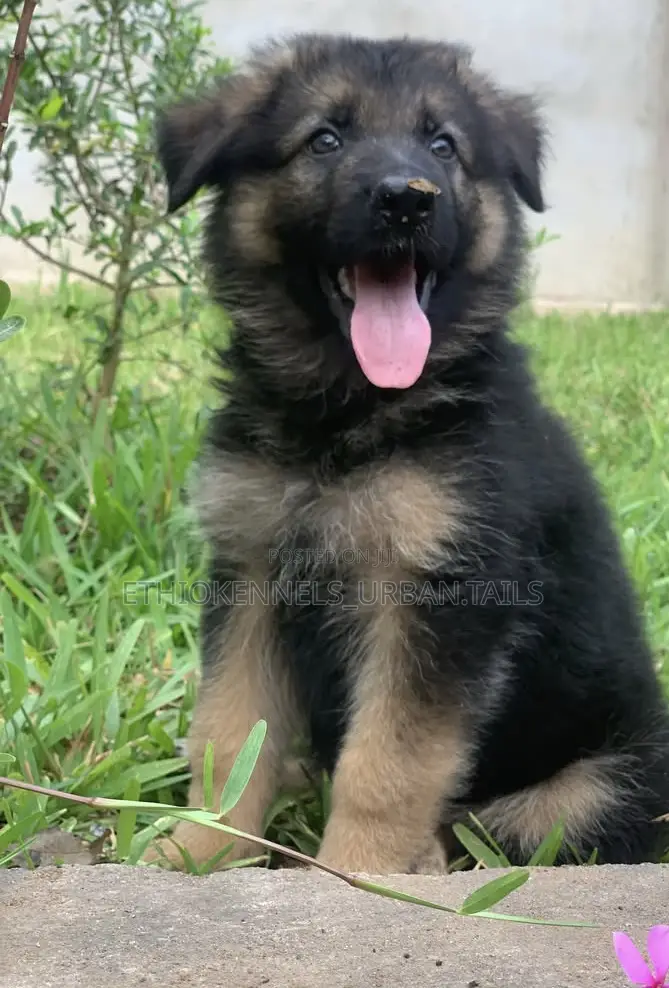 1-3 months Female Purebred German Shepherd