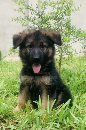 Photo - 1-3 months Female Purebred German Shepherd
