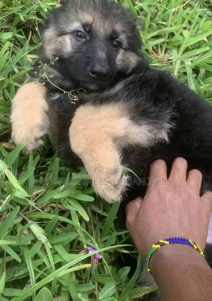 1-3 months Female Purebred German Shepherd