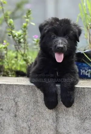 Photo - 3-6 months Male Purebred German Shepherd