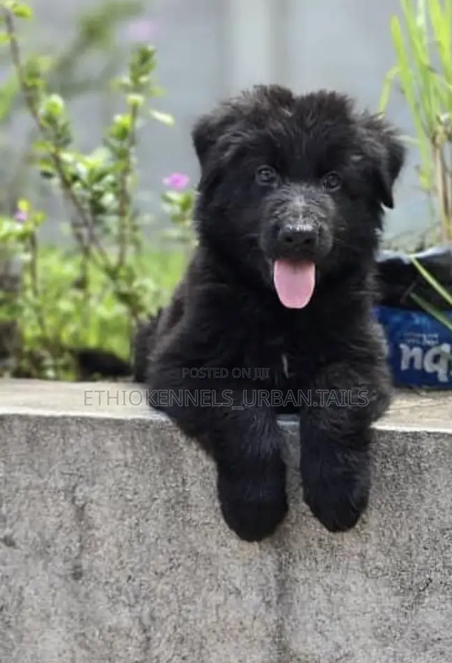 3-6 months Male Purebred German Shepherd